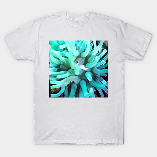 Green Sea Anemone and Squat Shrimp T-Shirt by Scubagirlamy